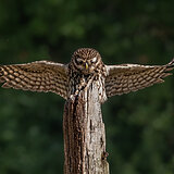Little owls